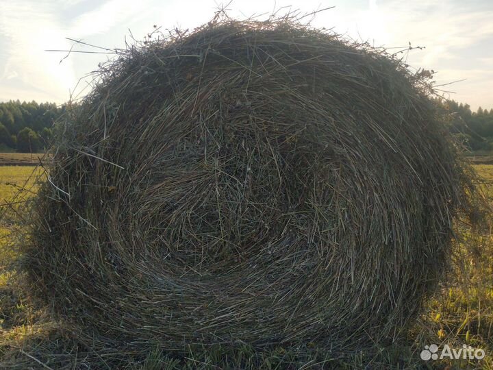 Сено в рулонах