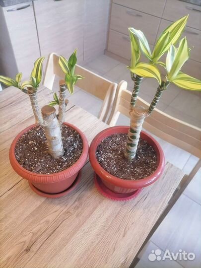 Пальма, хлорофитум, золотой ус