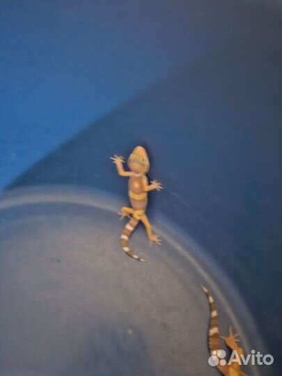 Геккон эублефар