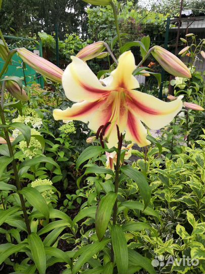 Лилии цветущие (луковицы)