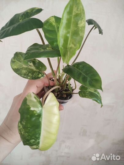 Филодендрон бурле макс вариегатный