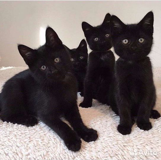 Черные котята ищут дом