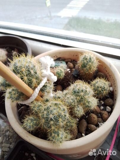 Кактусы маммиллярия