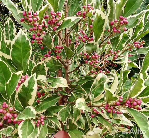 Комнатные цветы растение ардизия вариегатная