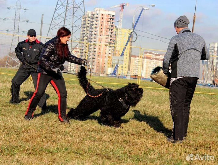 Дрессировка,коррекция,передержка,зоотакси