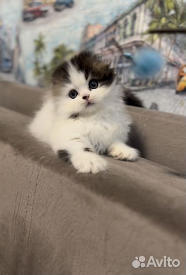 Котята хайленд фолд