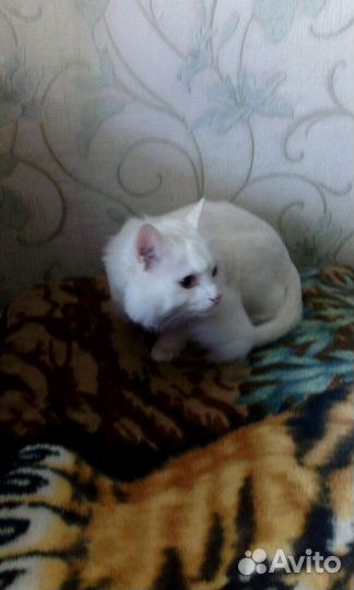 Передержка для животных