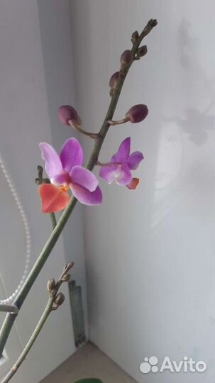 Орхидея Lius Triprince Pink