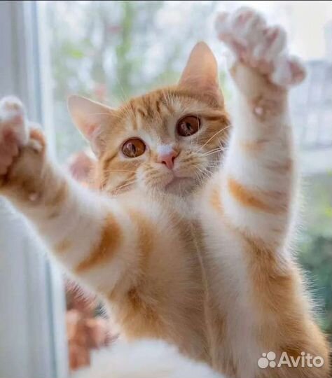 Передержка кошек,котоняня,зооняня