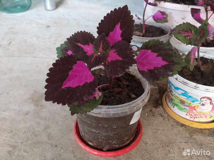 Комнатные цветы