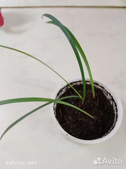 Гиппеаструм