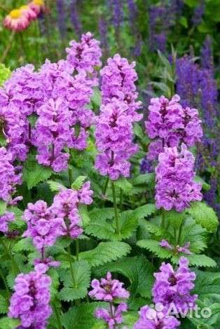 Буквица (растение)