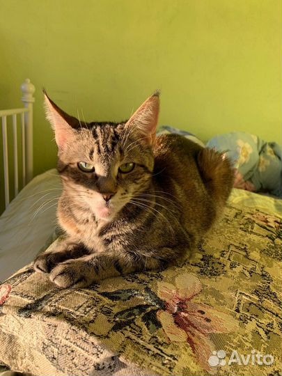 Кошечка, метис мейн-куна