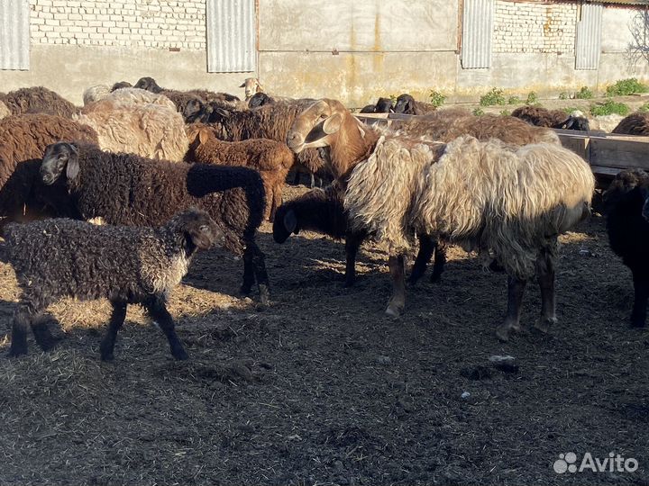 Бараны овцы на курбан