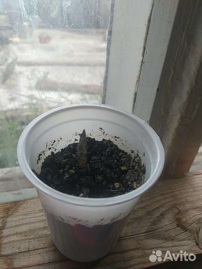 Аморфофаллус