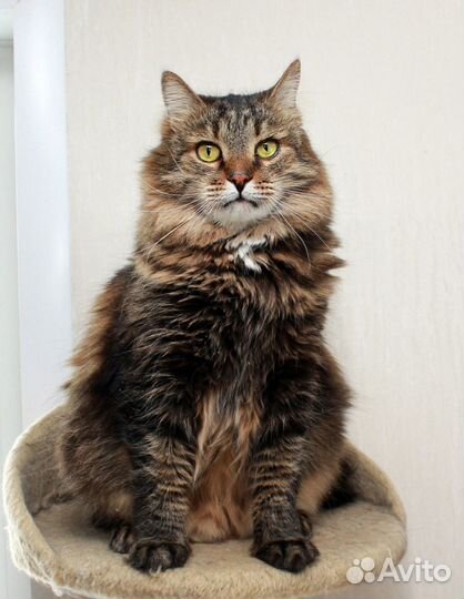 Сибирячок Стёпа, общительный котик в добрые руки