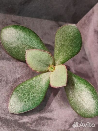 Крассула Бордовая птичка