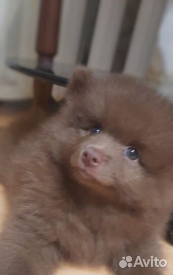 Щенки немецкого шпица