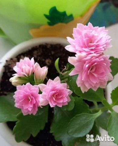 Каланхоэ цветущий