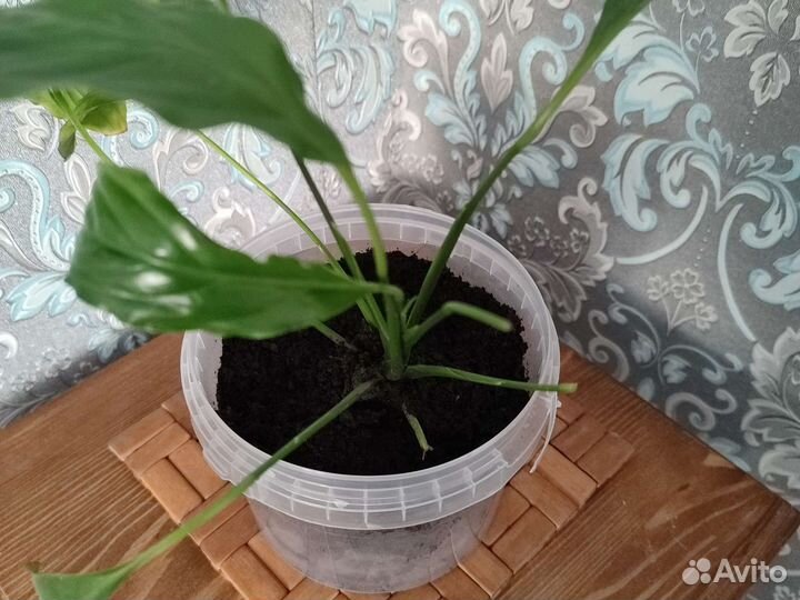 Спатифиллум