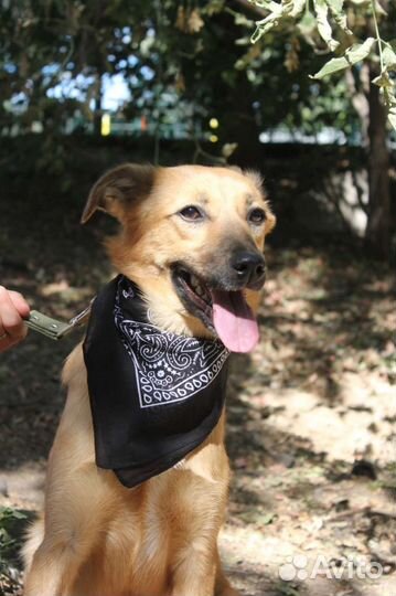 Собака Рейчел.приют