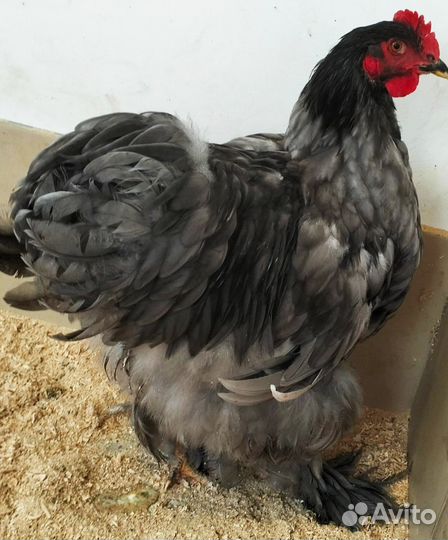 Продам петуха