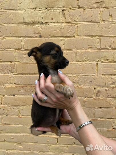 Собаки бесплатно