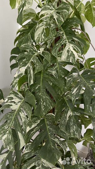 Монстера альба