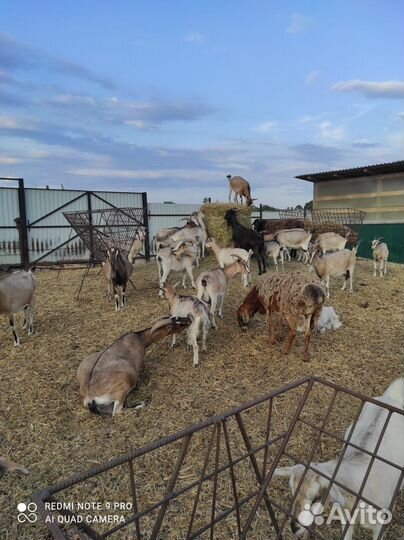 Коза дойная альпийская