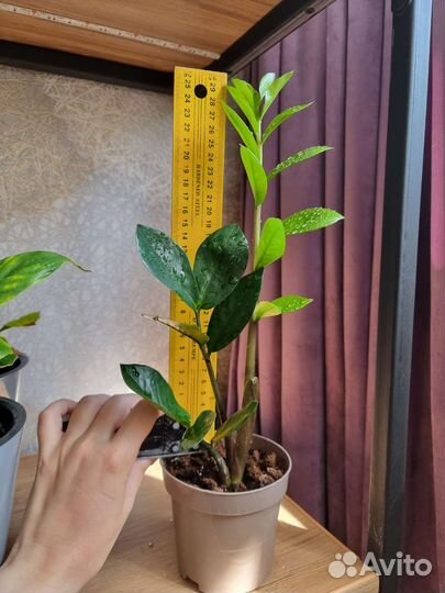 Замиокулькас