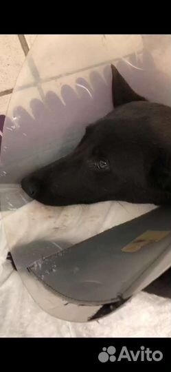 Собаки бесплатно