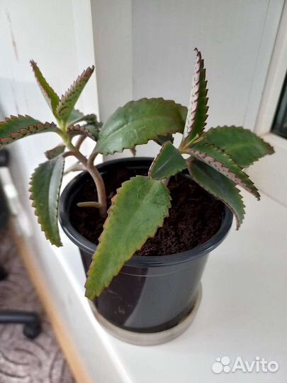 Каланхоэ лечебное