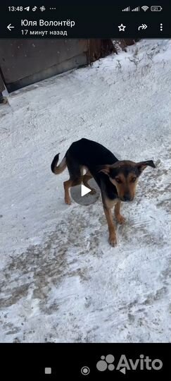 Комнатная собачка