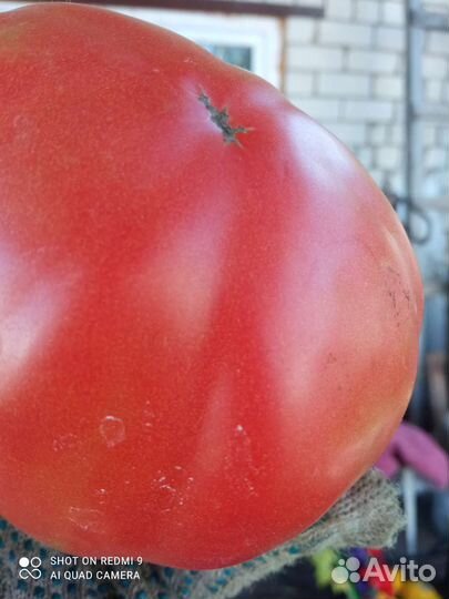 Помидоры под заказ