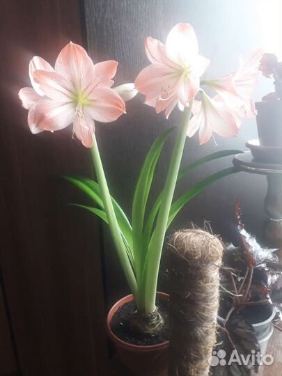 Гиппиаструм