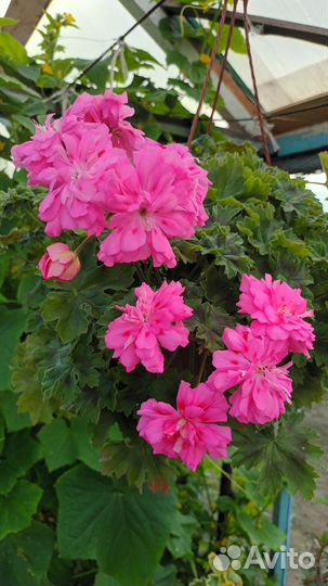 Герань пеларгония