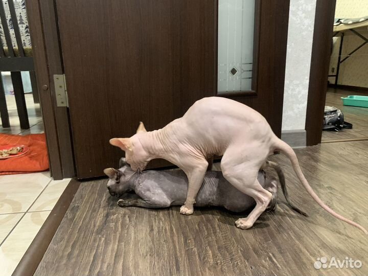 Вязка кот сфинкс