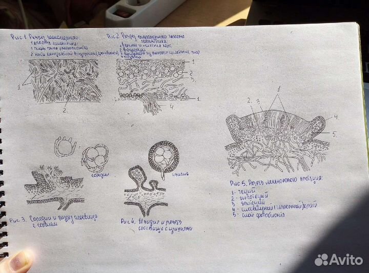 Репетитор по биологии, олимпиадам и предметам Вуза