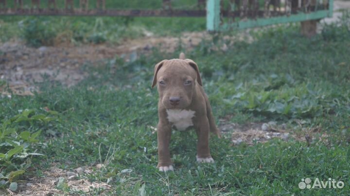 Щенки питбуля