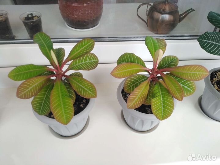 Молочай (растение). Бесплатно