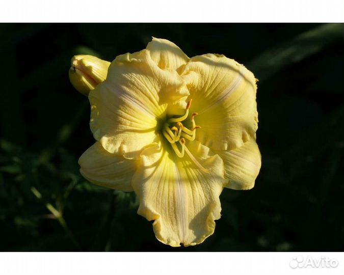 Лилейник Astolat