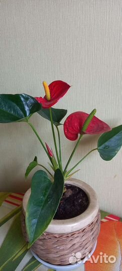 Антуриум красный