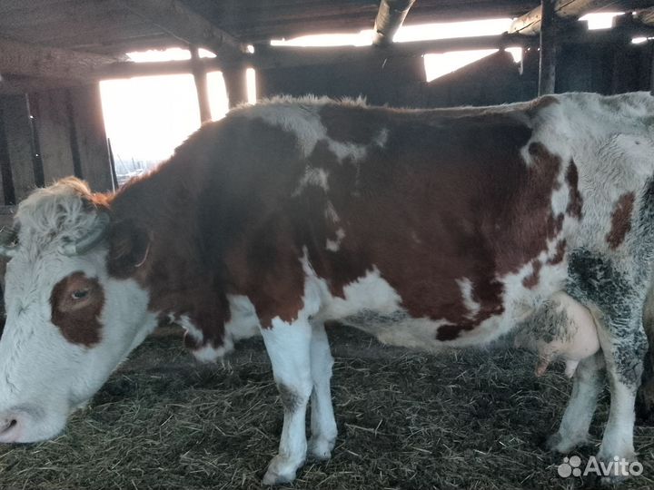Продам коров