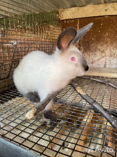 Кролики «Калифорнийцы»