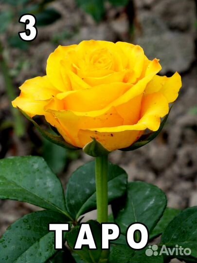 Допродою розы