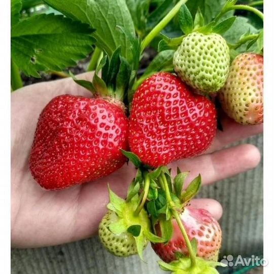 Рассада клубники