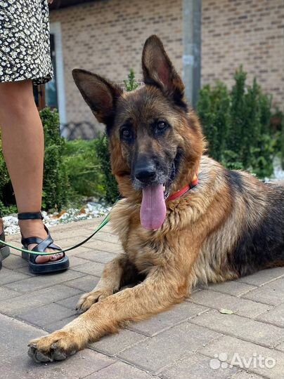 Альбина ищет дом