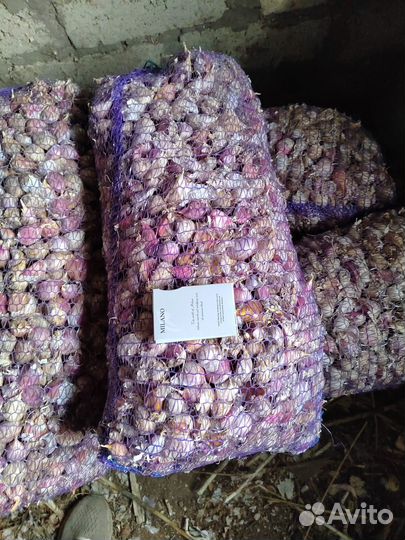 Семена чеснока