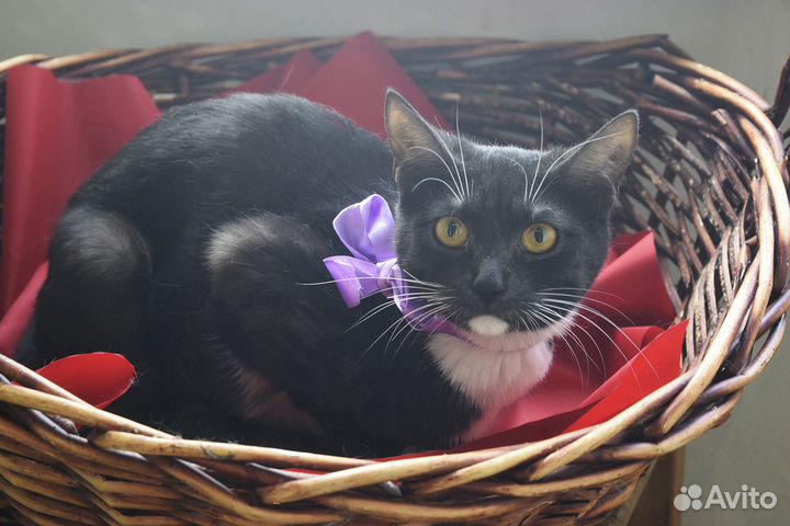 Кошка Фиджи