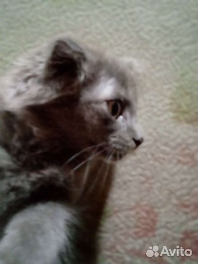 Другая порода